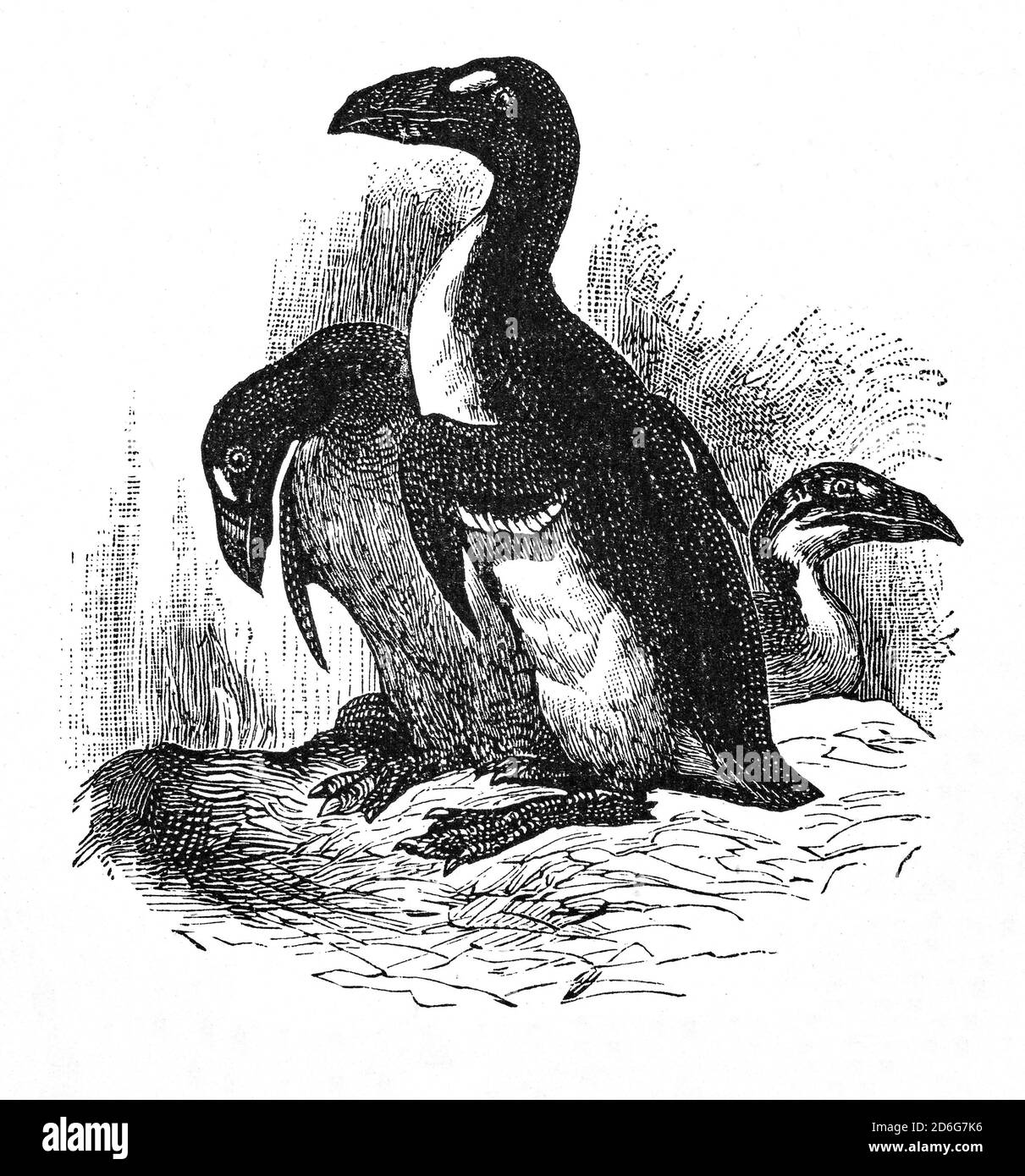 Eine Illustration des Großen Auks (Pinguinus impennis) aus dem späten 19. Jahrhundert, einem flugunfreien Vogel, der Mitte des 19. Jahrhunderts ausgestorben wurde. Auf felsigen, isolierten Inseln brüten frühe europäische Forscher, die die große Auk als praktische Nahrungsquelle nutzten, und die Vogelflaube war in Europa sehr gefragt. Wissenschaftler erkannten, dass die große Auk verschwand und sie wurde der Nutznießer vieler früher Umweltgesetze, aber dies erwies sich als unwirksam. Die letzten beiden bestätigten Exemplare wurden am 3. Juni 1844 auf Eldey vor der Küste Islands getötet. Stockfoto