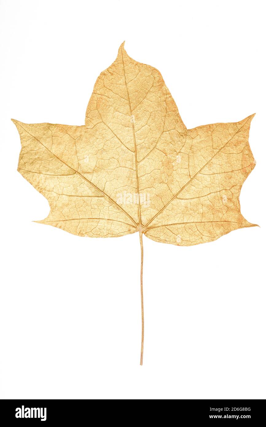 Blattgold isoliert auf weißem Hintergrund Stockfoto