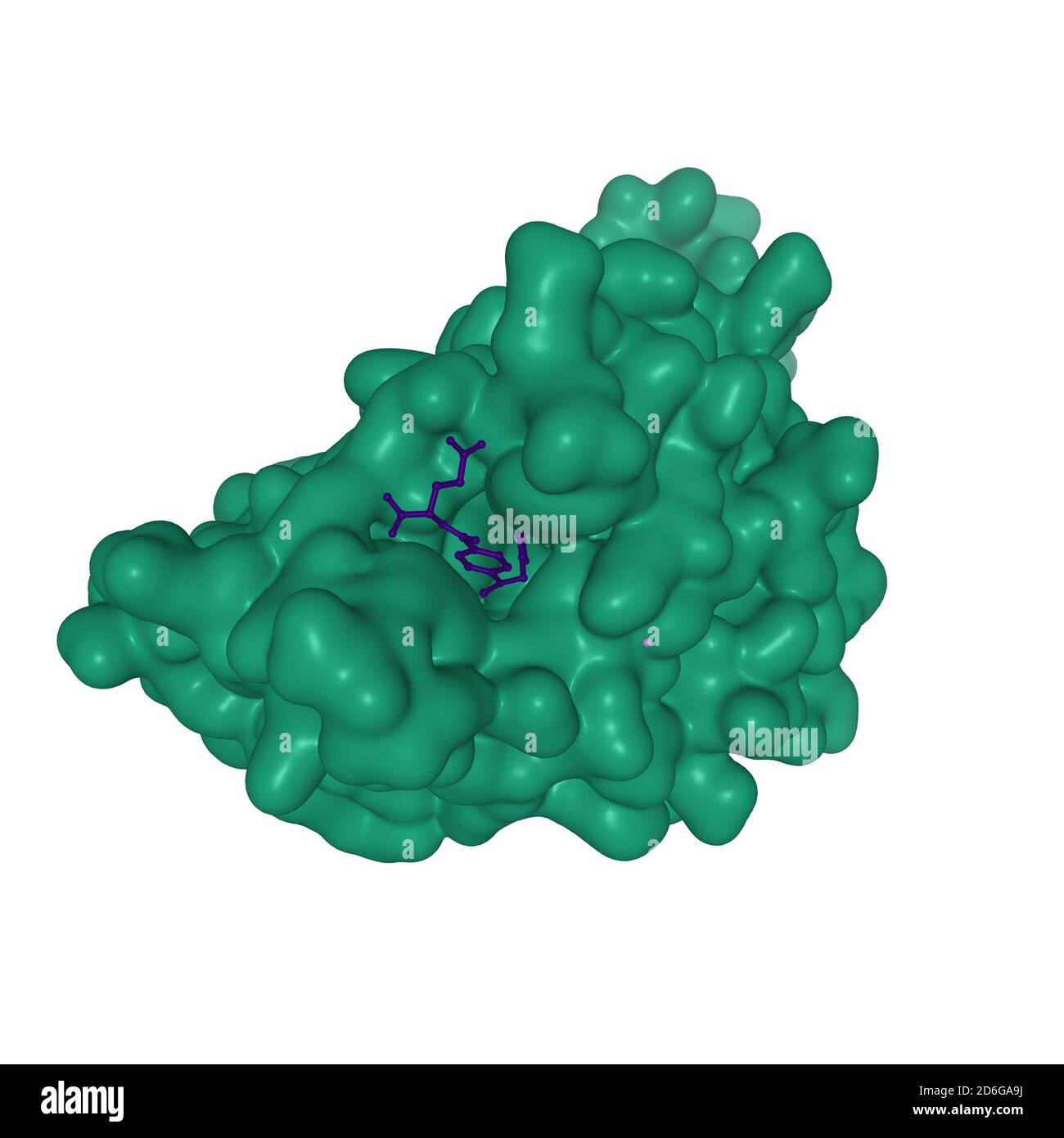 Humaner Folatrezeptor Beta (FOLR2, grün) in Komplex mit dem Antifolat Methotrexat (dunkelblau), 3D-Interaktionsmodell, weißer Hintergrund Stockfoto