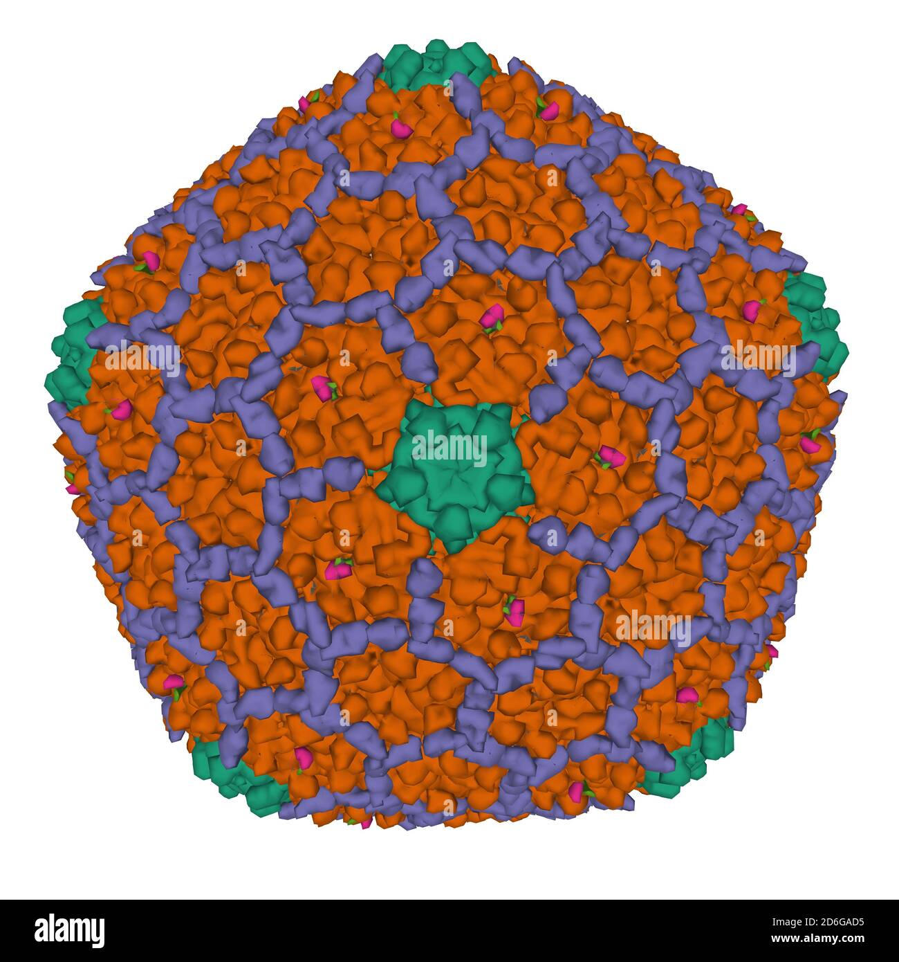 Bakteriophage T4 isometrisches Kapsid isoliert, 3D-Oberflächenmodell, weißer Hintergrund. Verschiedene Capsid-Proteine sind unterschiedlich gefärbt. Stockfoto