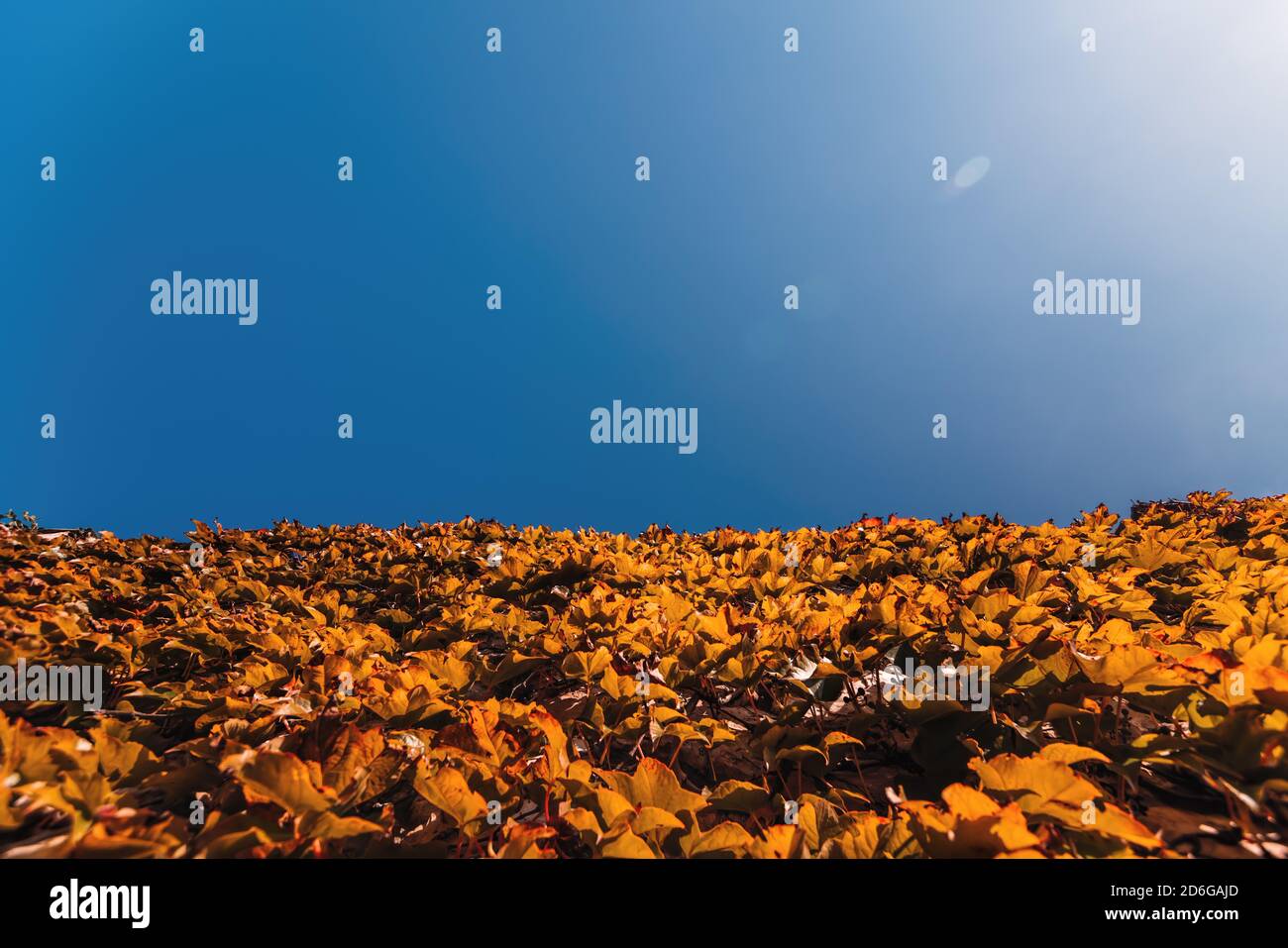 Rote und orangefarbene Blätter wilder Trauben am Zaun mit blauem Himmel. Farbenfroher Herbst, heller wilder Traubenhintergrund. Abstrakt lila, rot und orange fallen Stockfoto