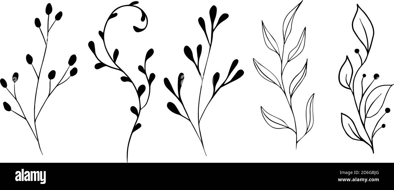 Vektor Zweige und Blätter. Handgezeichnete florale Elemente. Vintage botanische Illustrationen.Blumenzweig mit Beere. . Vektorgrafik Stock Vektor