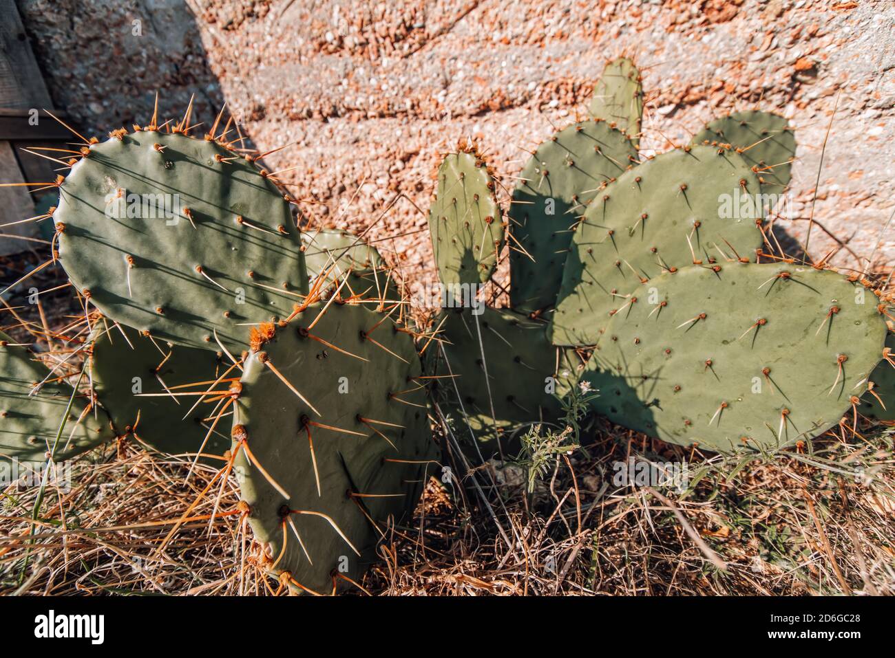 Kaktus aus Kaktus mit Kaktus, der in einem felsigen Hügel wächst. Alter Kaktusbaum. Sommer und Frühling Themen Stock Fotos. Wüstenkaktus. Stockfoto