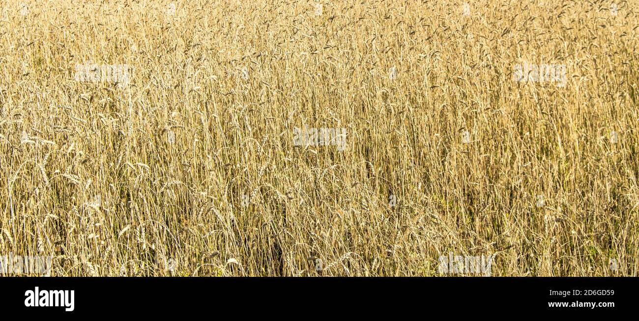 Weizenfeld mit goldenen Ohren. Ländliche Landschaft unter hellem Sonnenlicht. Hintergrund der reifenden Ohren des Weizenfeldes. Das Konzept einer reichen Ernte Stockfoto