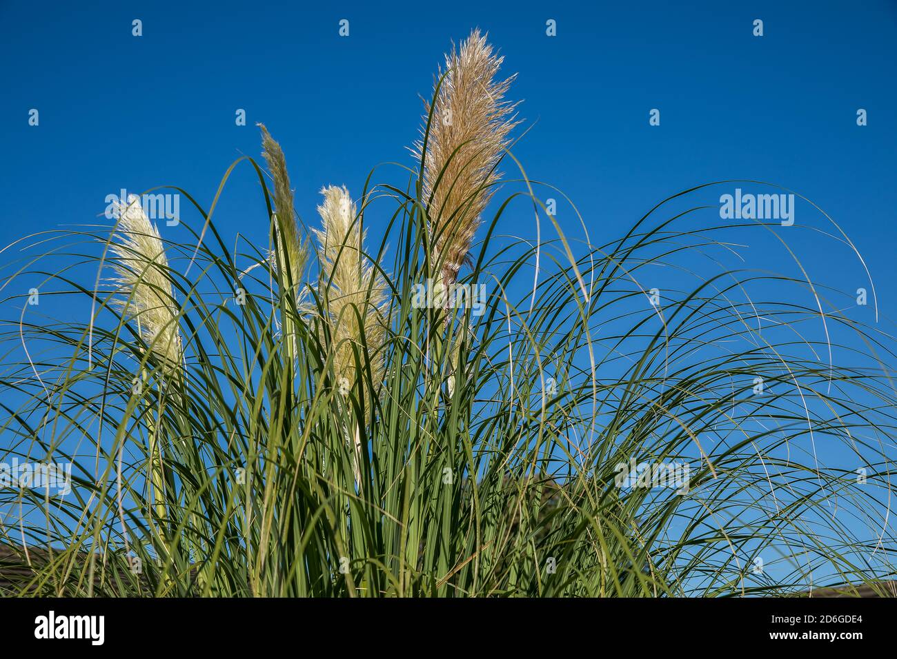 Pampasgras Stockfoto