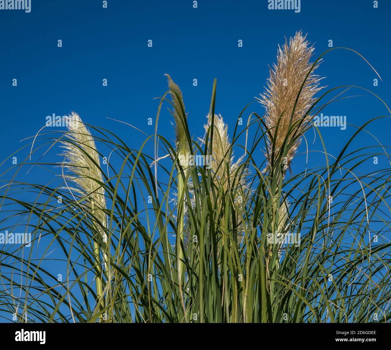 Pampasgras Stockfoto