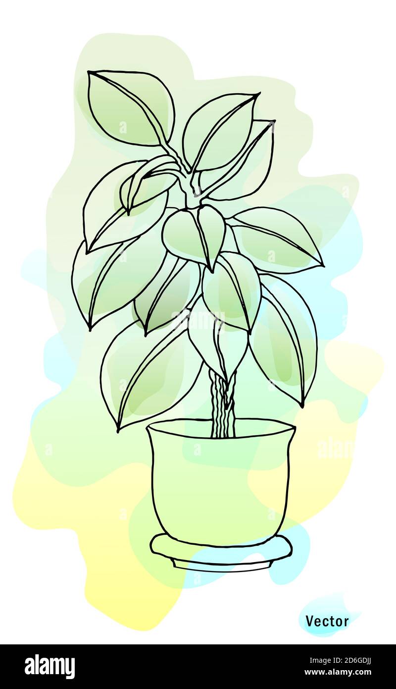 Ficus Pflanze in einem Topf. Schöner Aquarellhintergrund. Verschwommene, weiche Farben. Vektorzeichnung isoliert. Stock Vektor
