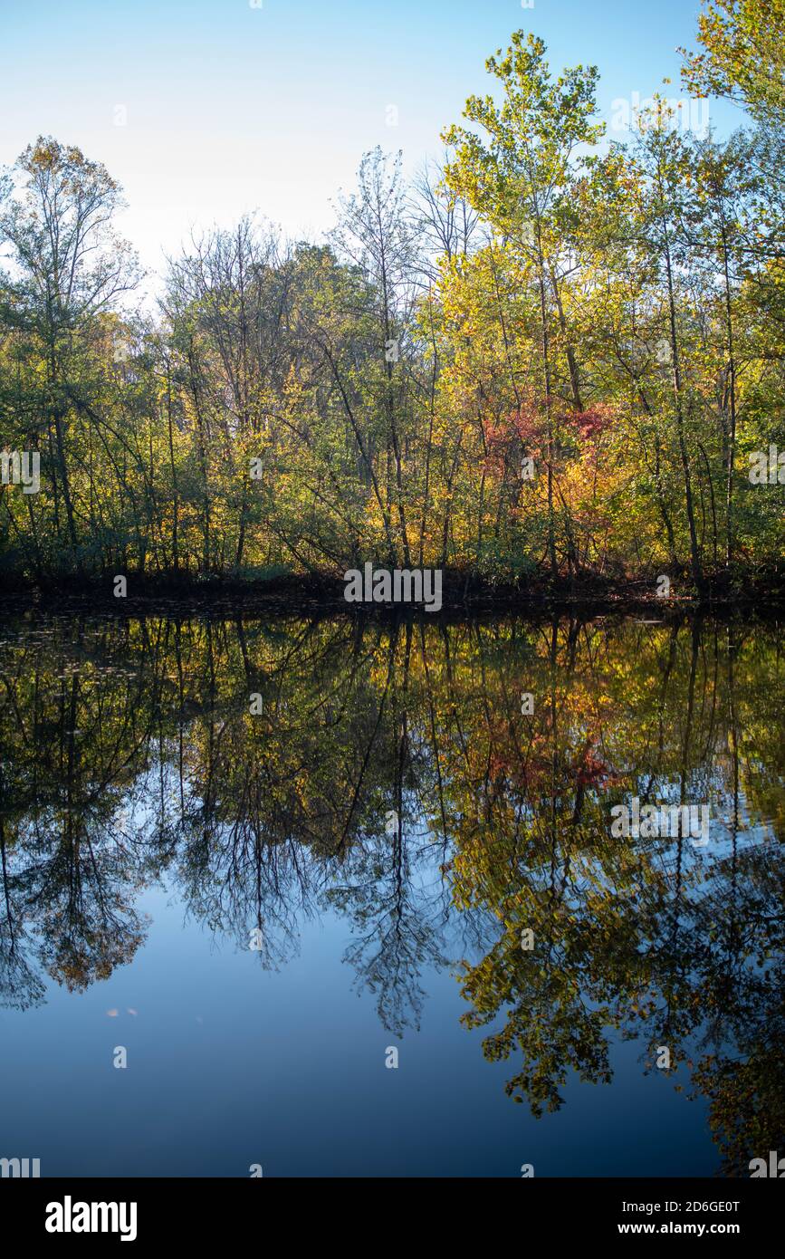 Herbstblätter spiegeln sich in einem ruhigen Waldsee. Stockfoto