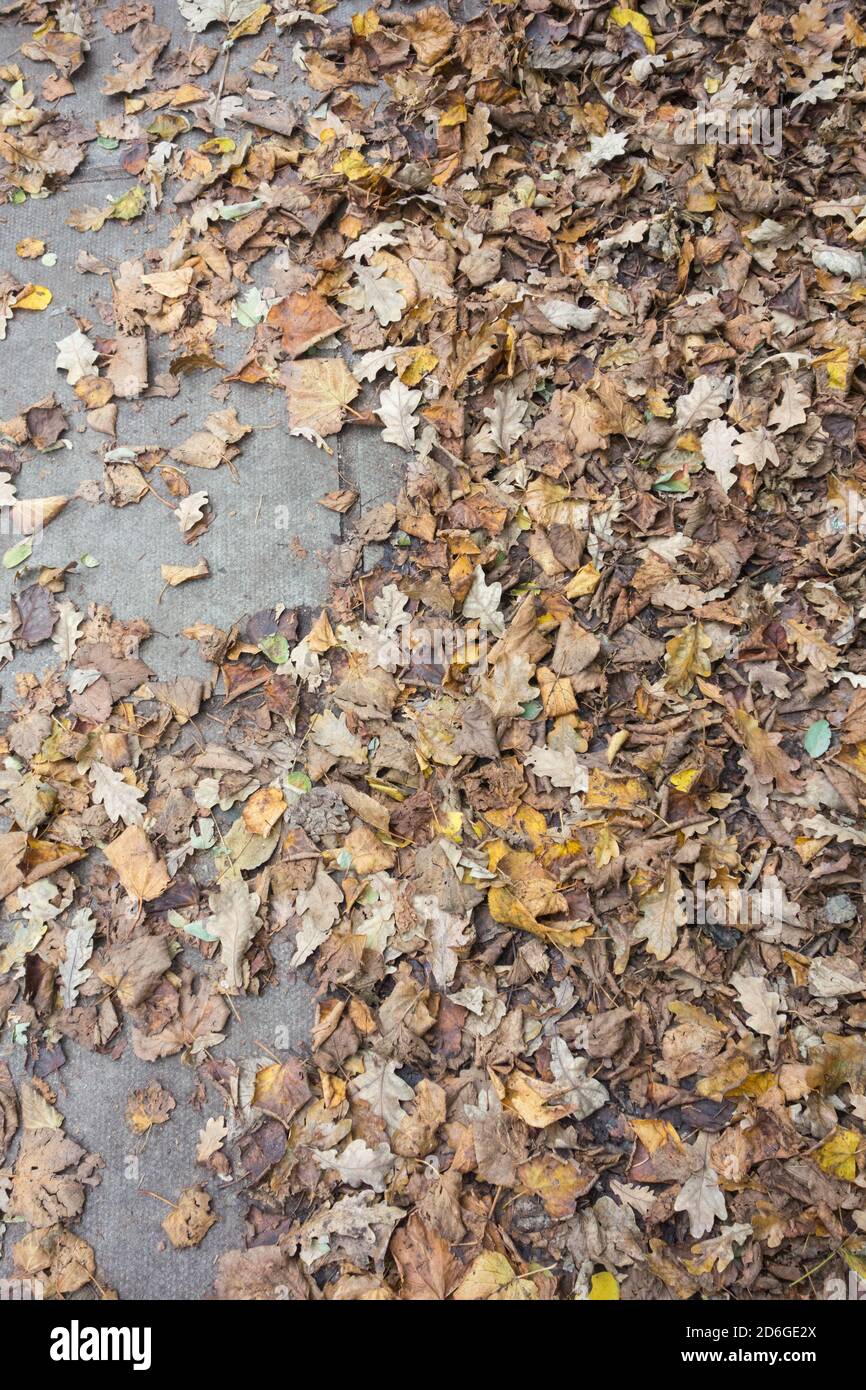 Herbst Sycamore Blatt Fall auf einer Straße in London, Großbritannien Stockfoto