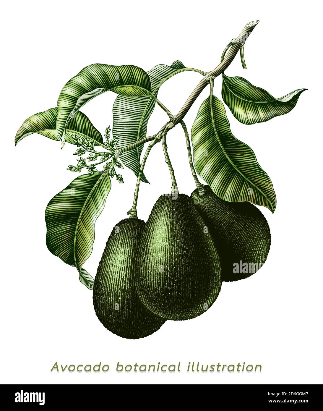 Avocado Zweig botanische Illustration vintage Gravur Stil Clip Art isoliert Auf weißem Hintergrund Stockfoto