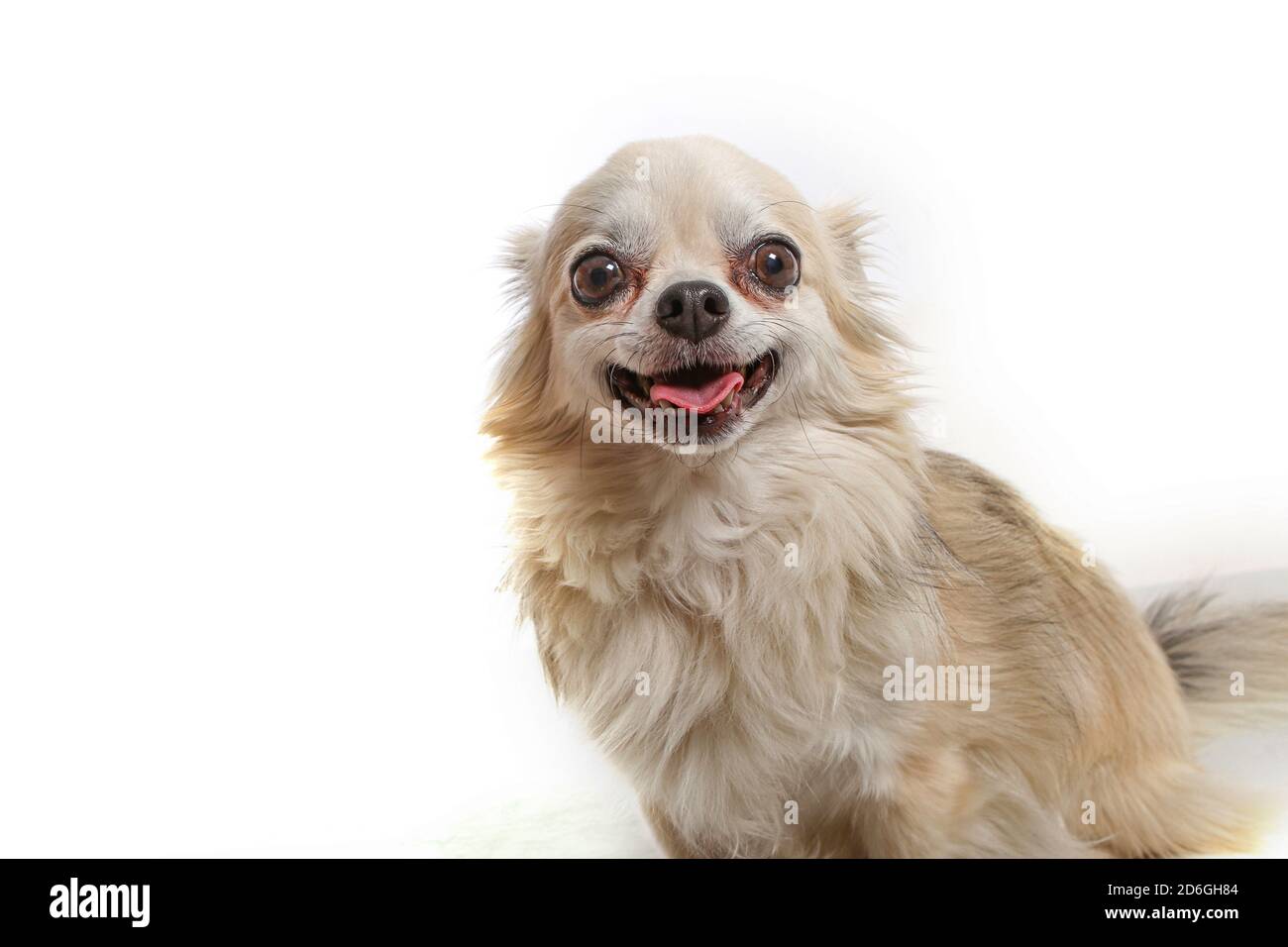 Begleiter Hund lächelnd mit weißem Hintergrund. Studio-Foto mit Kopierbereich Stockfoto