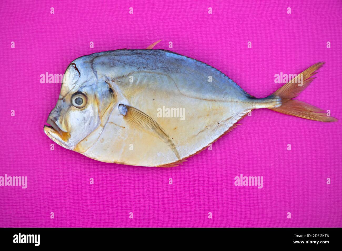 Geräucherter ozeanischer Fisch erbricht Selena auf einem rosa Hintergrund. Draufsicht. Stockfoto