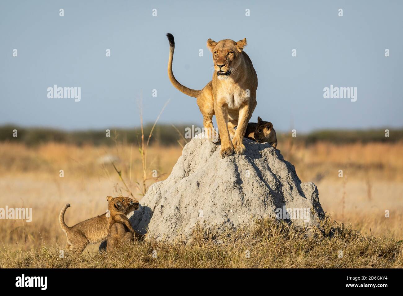 Weibliche Löwin sitzt auf einem Termitenhügel mit drei Löwen Jungtiere schauen ihre Mutter in Savuti in Botswana an Stockfoto