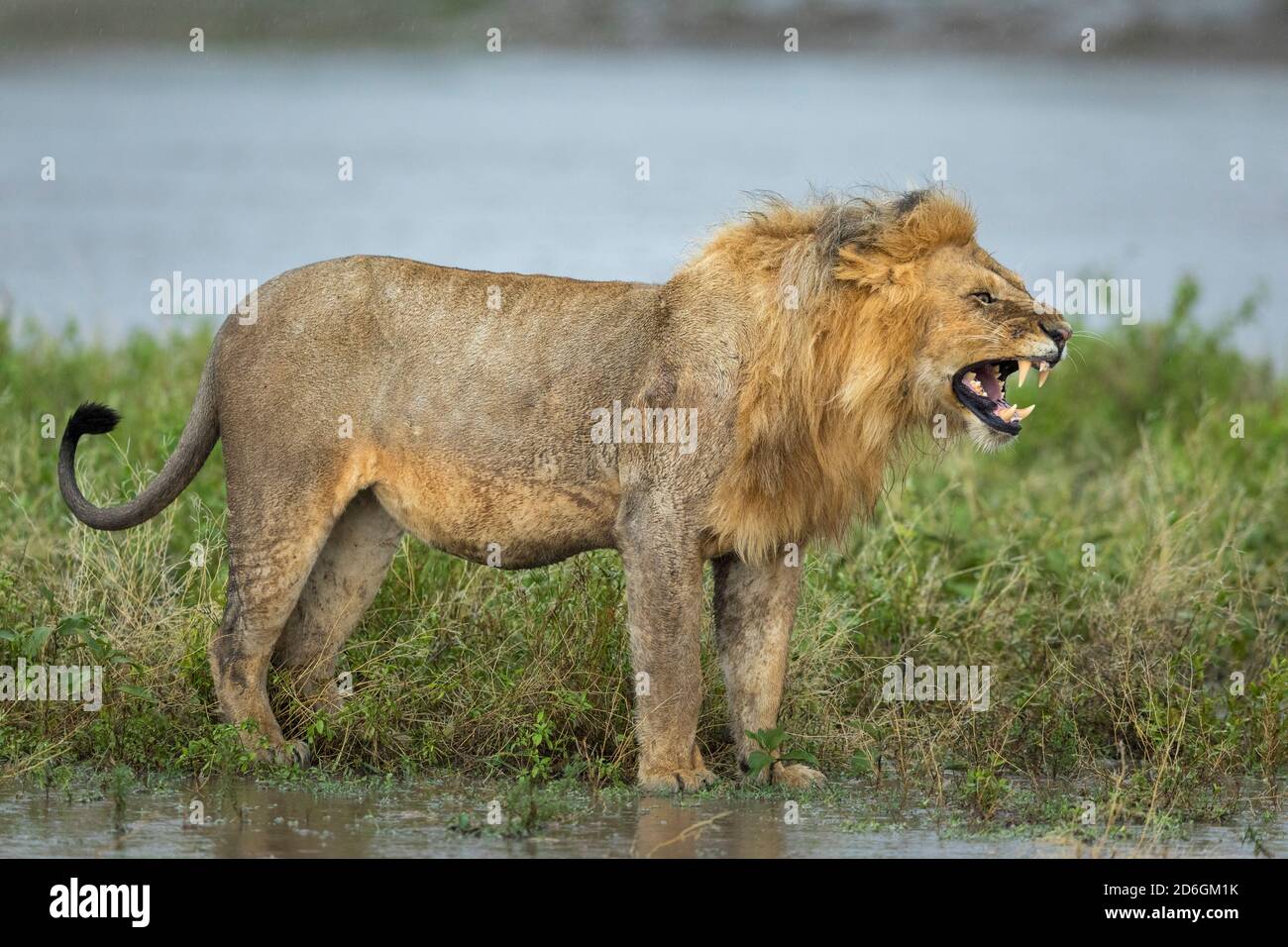 Männlicher Löwe knarlend, der Aggression zeigt, während er im grünen Busch steht In der Nähe von Wasser in Ndutu in Tansania Stockfoto