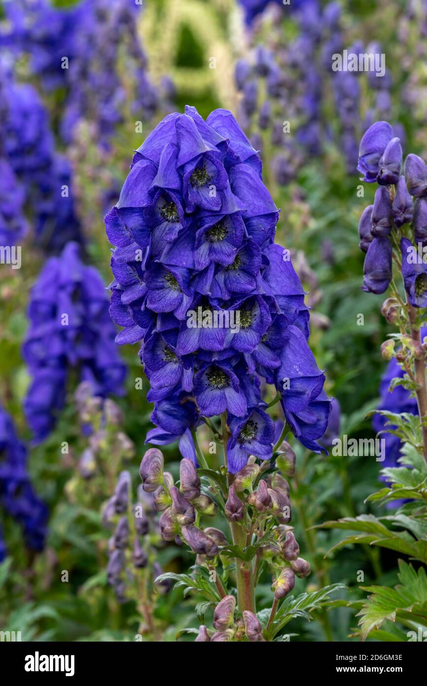 Aconitum carmichaelii eine Sommer Herbst blau lila Blume, die ist Ein Herbst krautige mehrjährige Pflanze allgemein als wolfsbane oder bekannt Chinesisches Akonit sto Stockfoto