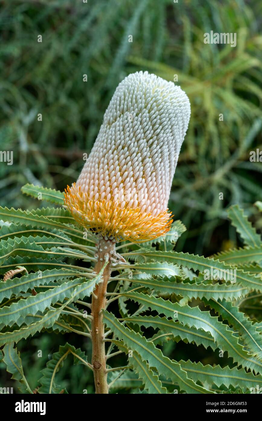 Banksia prionotes 'Zwerg' eine Art von Strauchpflanze oder Baum Mit einer orangen Blume, die in Australien gefunden und allgemein bekannt ist Als Eichel Banksia Stock Foto im Stockfoto