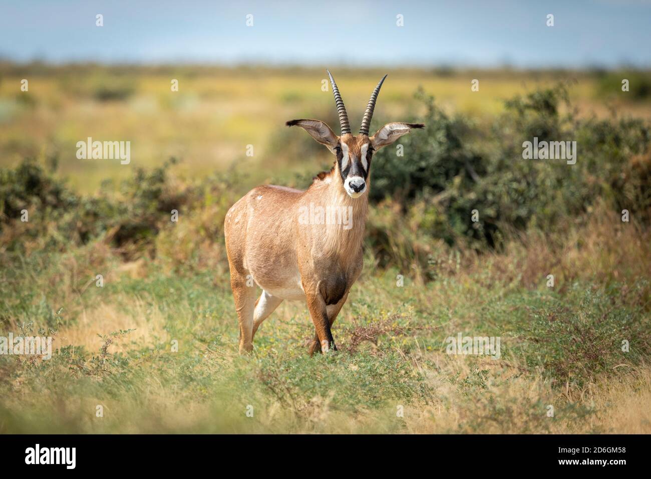 Roan Antilope steht wachsam im grünen Busch in Savuti Reserve in Botswana Stockfoto