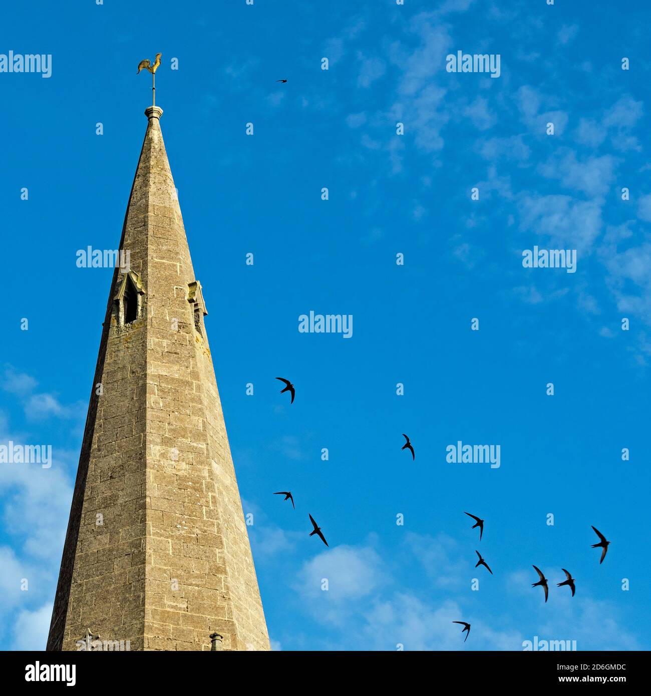 Flock of Common Swift (Apus apus) fliegen vorbei Kirchturm in Ely, Cambridgeshire, England Stockfoto