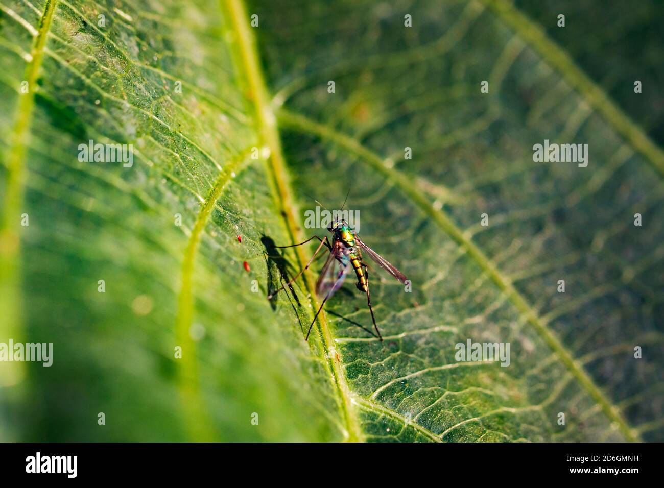 Mücken können Krankheiten wie Malaria, Gelbfieber, Dengue-Fieber oder das Zika-Virus über einen Biss übertragen Stockfoto