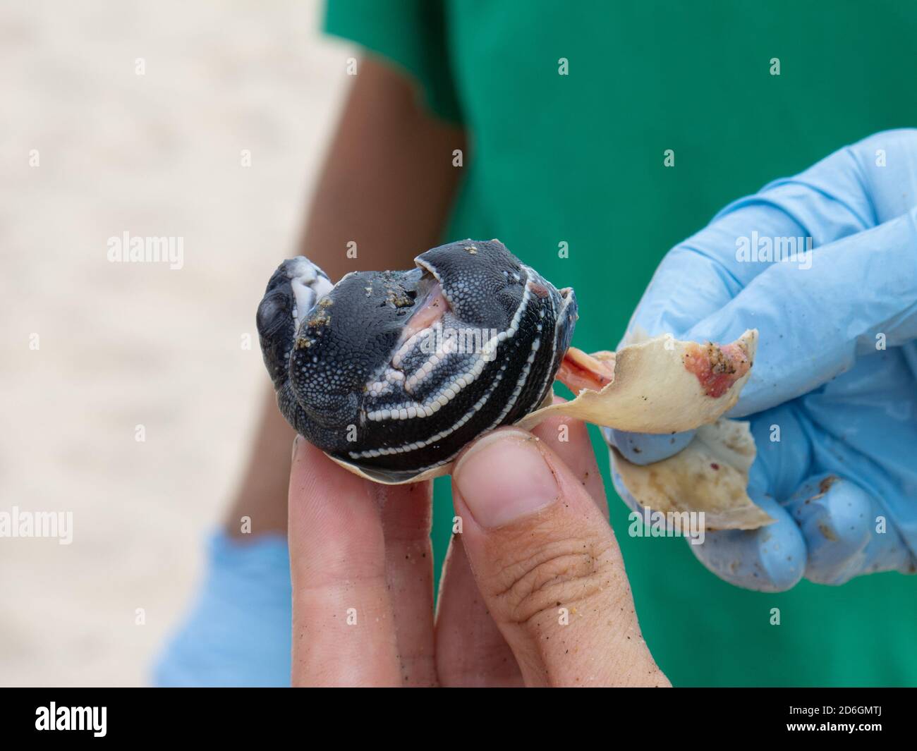 Wissenschaftler mit einer Lederschildkröte, Dermochelys coriacea, die an einem Strand in Costa Rica aus ihrer Muschel schlüpft Stockfoto