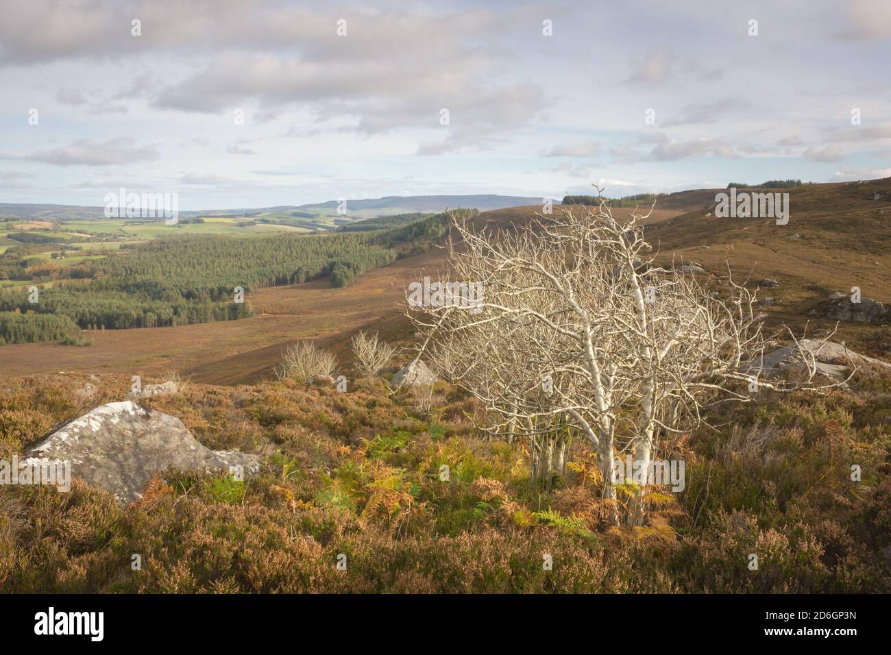 Verwitterte alte Rowan Bäume auf einer Heide bedeckt Hügel am Drake Stone über Harbottle in Northumberland National Parken Stockfoto