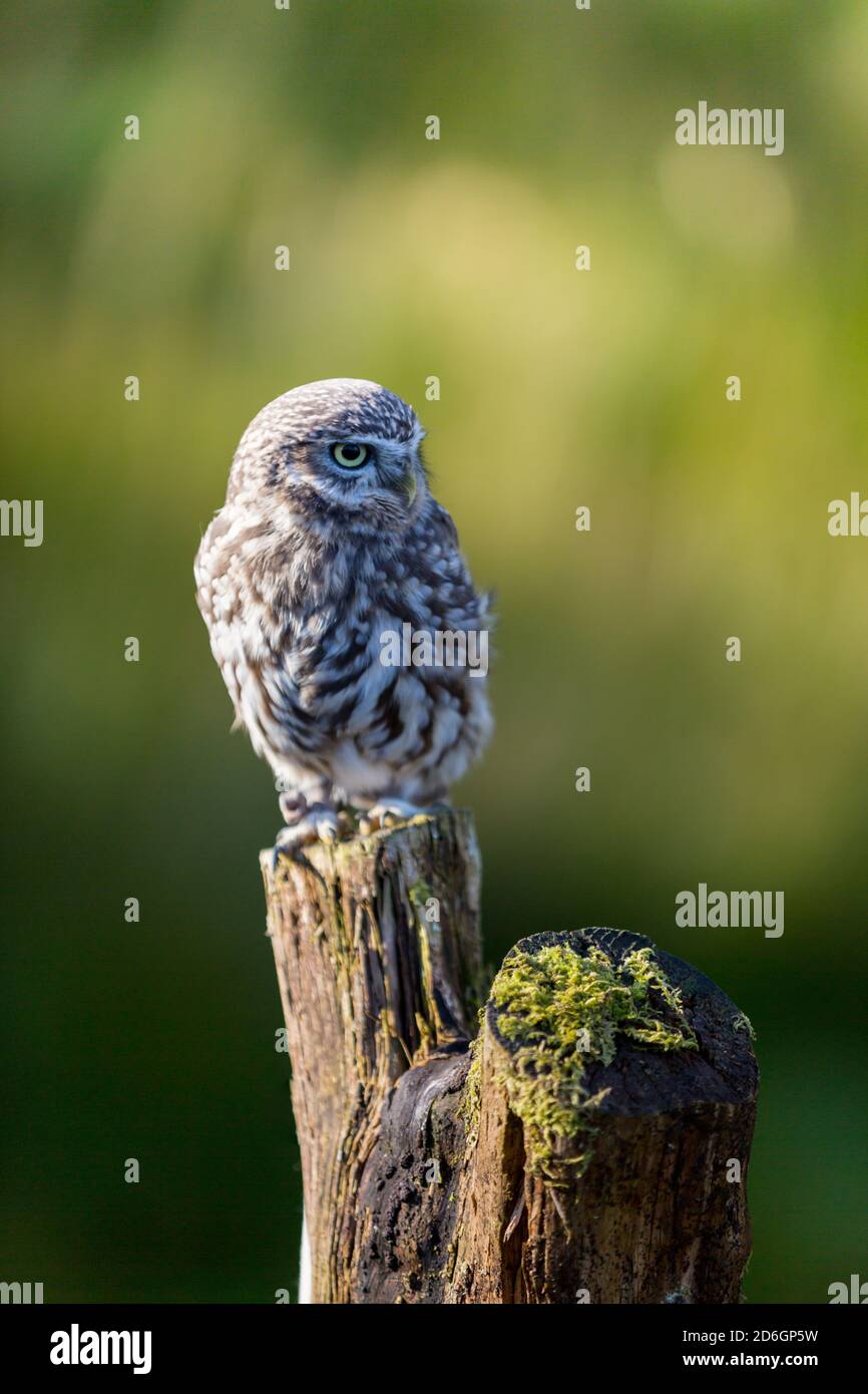 Kleine Eule auf einem Pfosten bei einem Raubvogel Rettungszentrum in England im Herbst Stockfoto