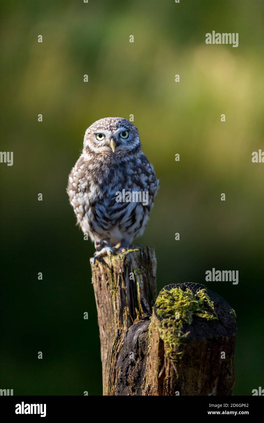 Kleine Eule auf einem Pfosten bei einem Raubvogel Rettungszentrum in England im Herbst Stockfoto