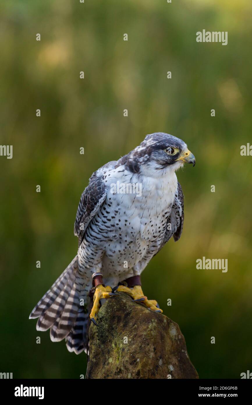 Wanderfalke Gyr Falcon auf einem Pfosten bei einem Vögel von Prey Rescue Center in England im Herbst Stockfoto