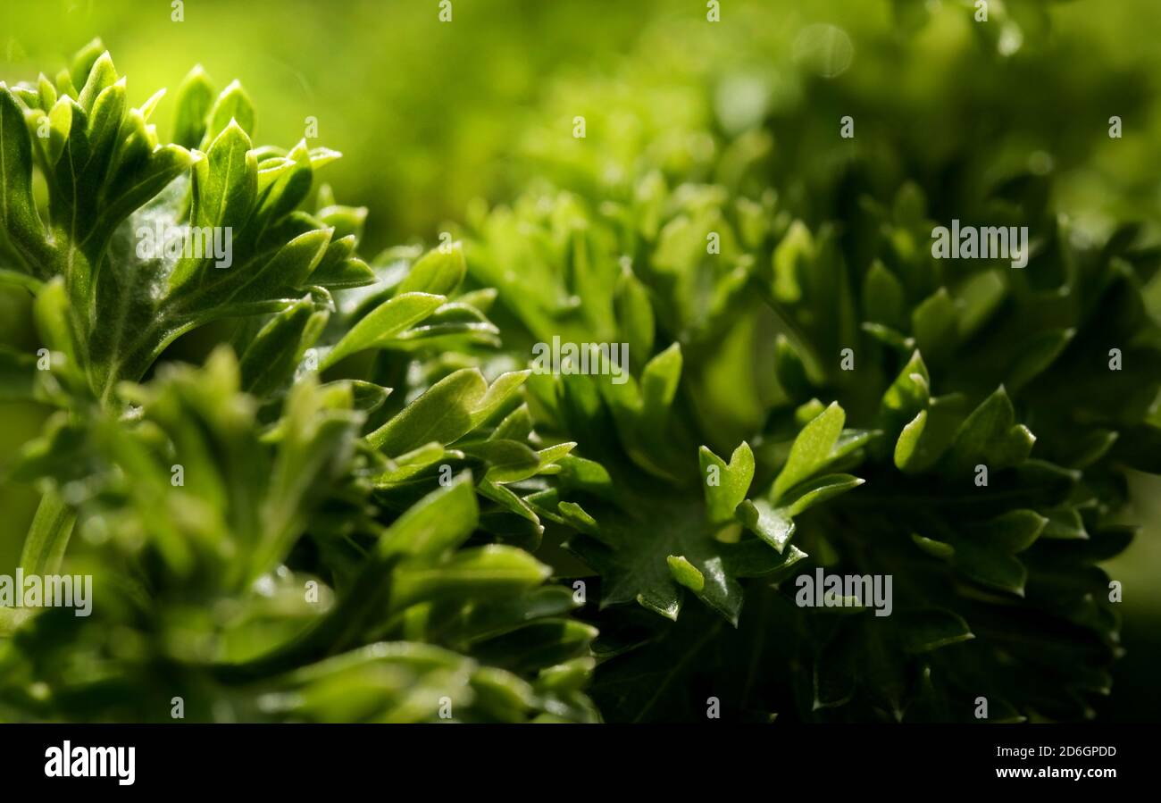 Frisches grünes Blatt Makro, abstrakte Natur Hintergrund Stockfoto