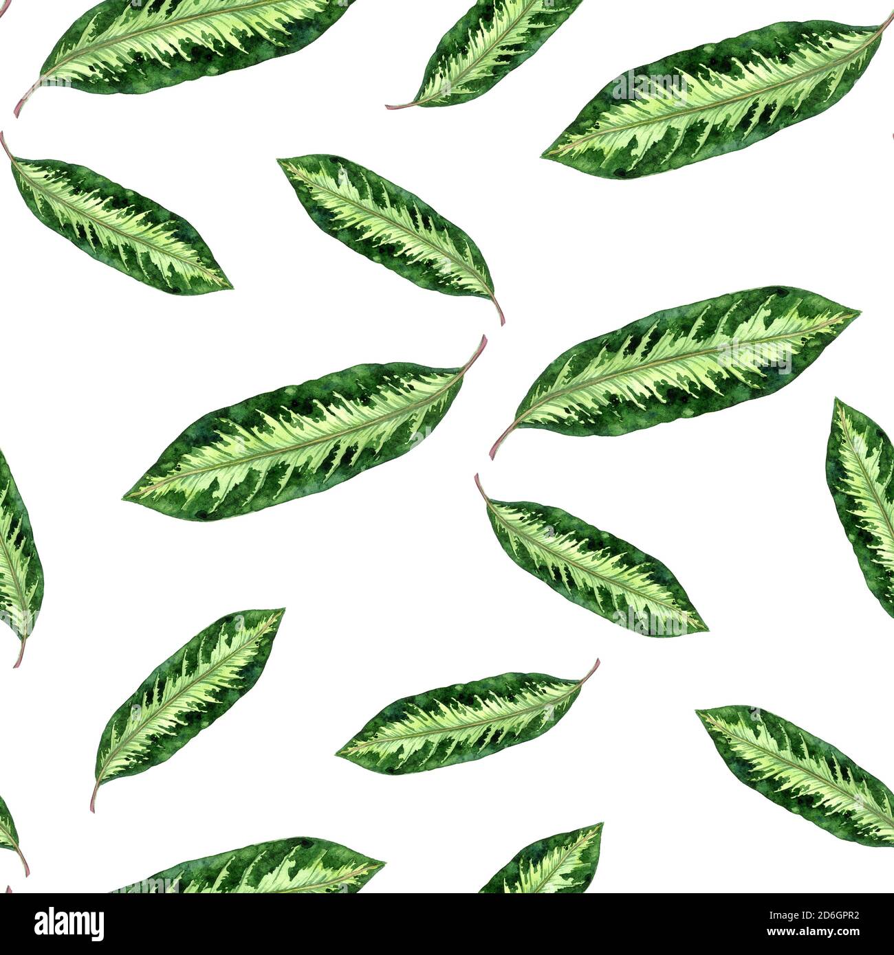 Maranta gestreifte Blätter, handbemalt Aquarell Illustration nahtlose Muster-Design auf weiß Stockfoto