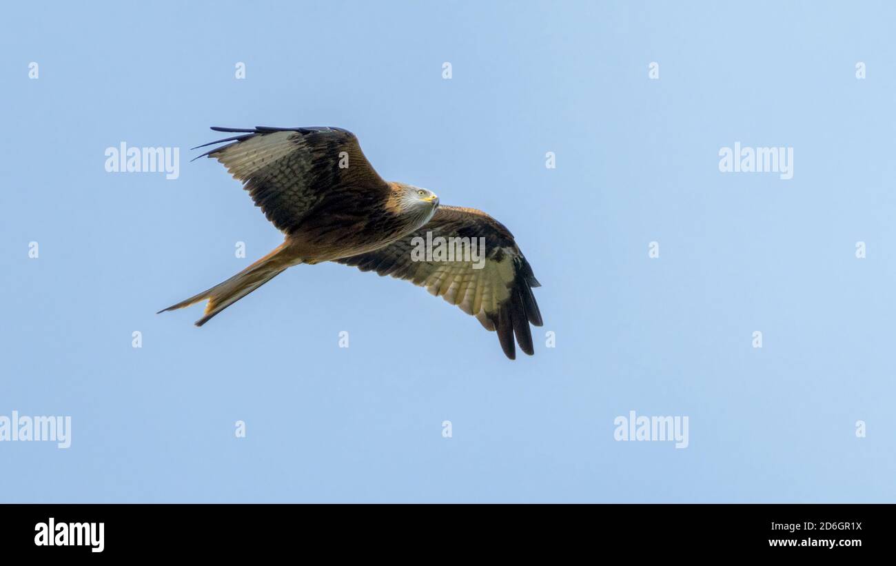 Rote Drachen Milvus Milvus im Flug Stockfoto