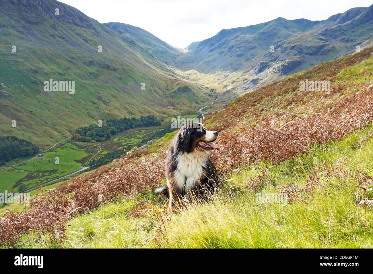 Berner Sennenhund sitzt auf dem Gras in den Bergen, Lake District Stockfoto