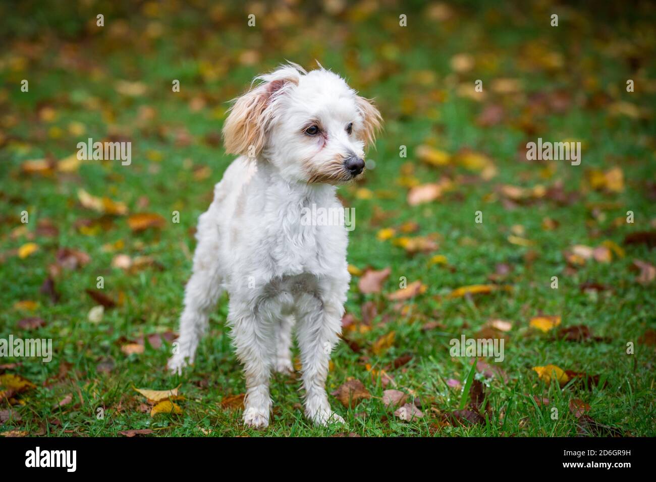 Maltipoo Welpe, ein Designer Hund Rasse von Pudel x Maltese Hund, stehend Stockfoto