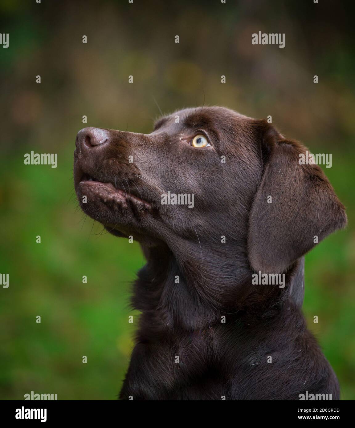 Chocolate Labrador Retriever Welpe, Kopf Porträt Stockfoto