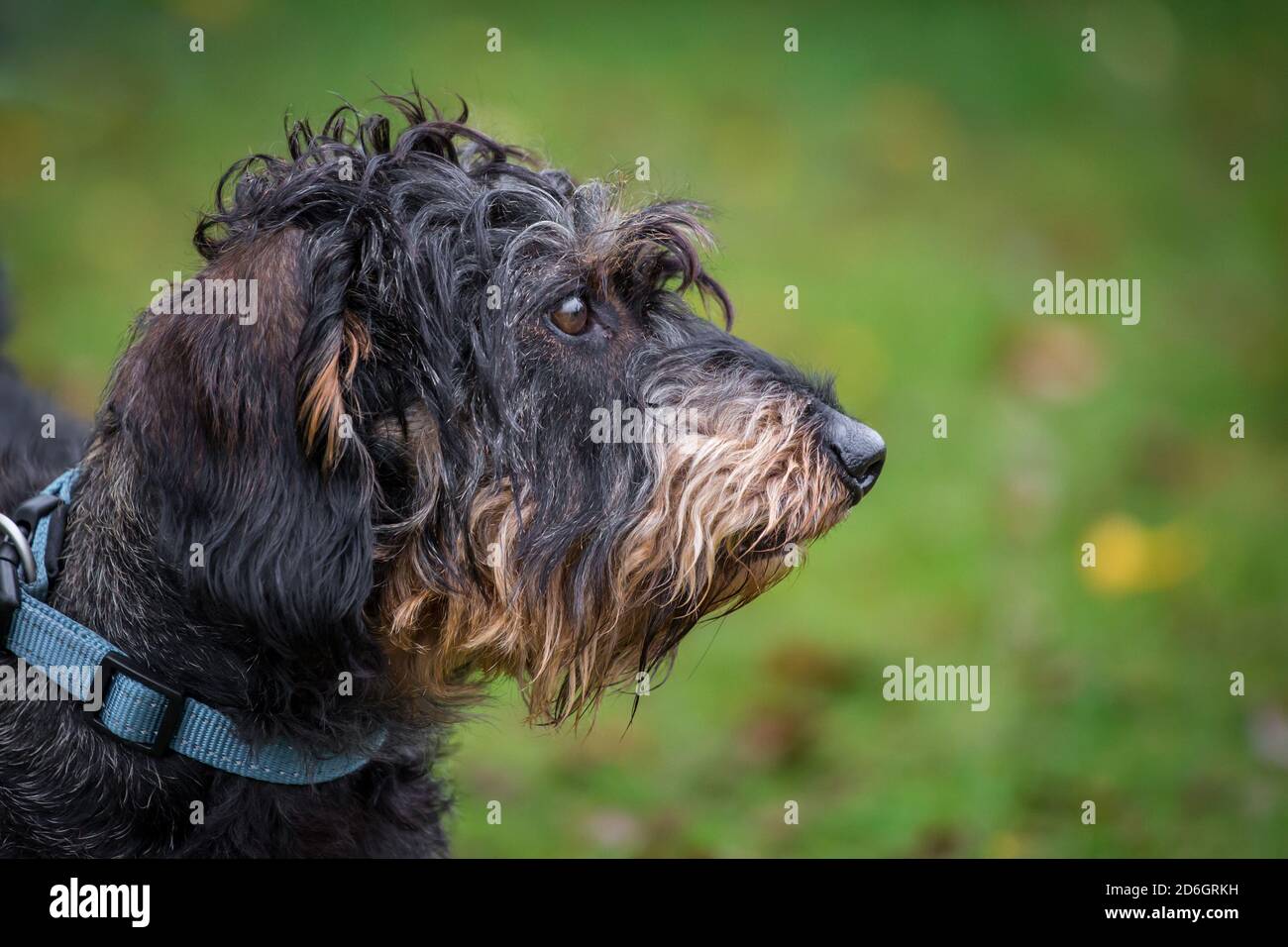 Dachshundhund mit Drahthaar, Kopfportrait Stockfoto