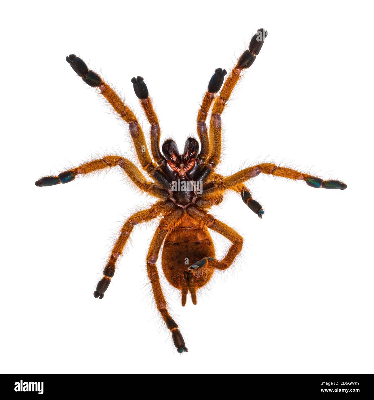 Unterseite der jungen Orange Pavian Tatantula Spinne alias Pterinochilus murinus RCF. Isoliert auf weißem Hintergrund. Stockfoto