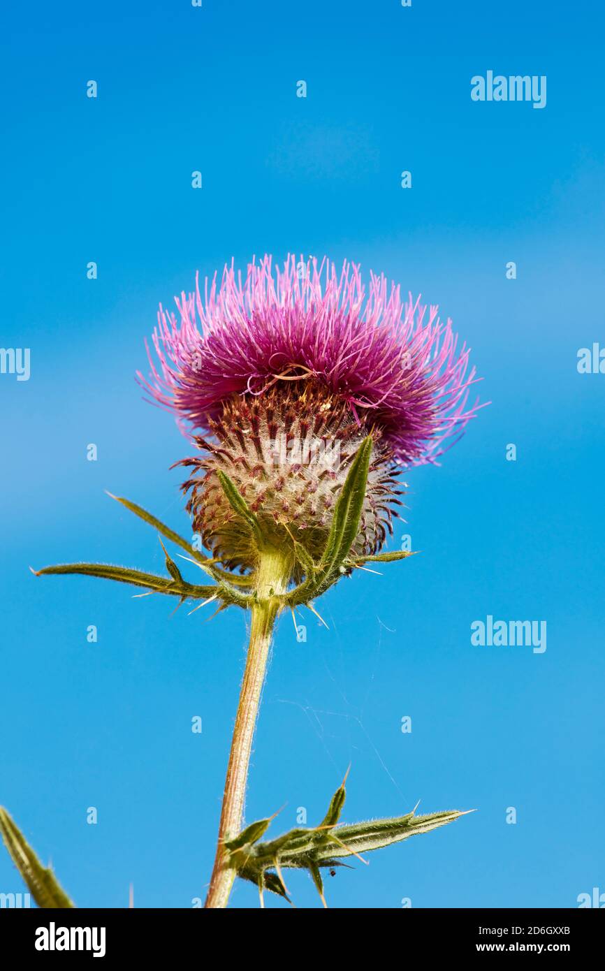 Sonnenbeschienene Blütenkopf eines Baumwolldistels (Onopordum acanthium), aka Scotch (oder schottische) Distel, nach blauem Himmel. Stockfoto