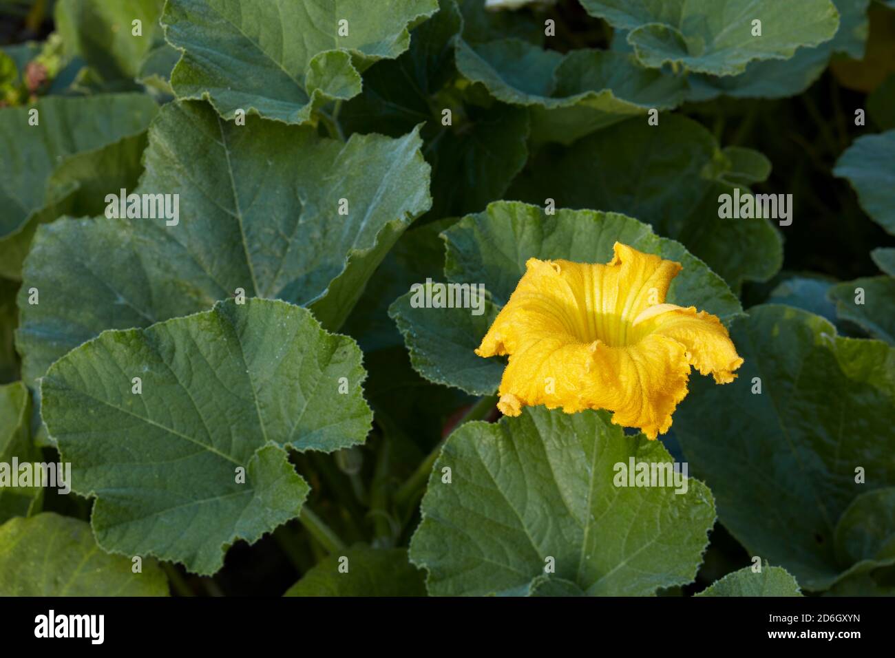 Nahaufnahme von Kürbis (Cucurbita pepo) gelbe Blume und grüne Blätter. Stockfoto