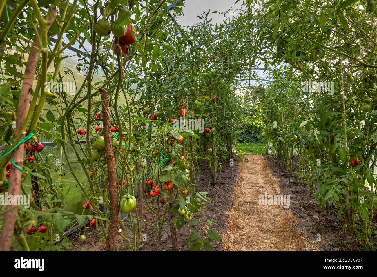 Kleines Gewächshaus mit Tomatenpflanzen (Solanum lycopersicum), die im Inneren wachsen. Kaluga Region, Russland. Stockfoto