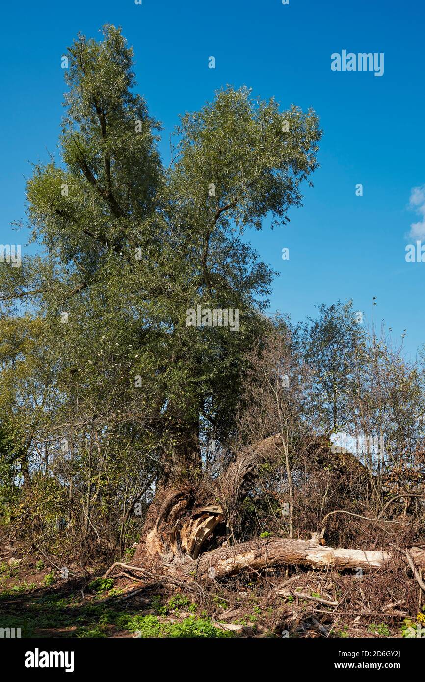Großer alter Weidenbaum (Salix alba) mit einem geteilten Stamm. Kaluga, Russland. Stockfoto