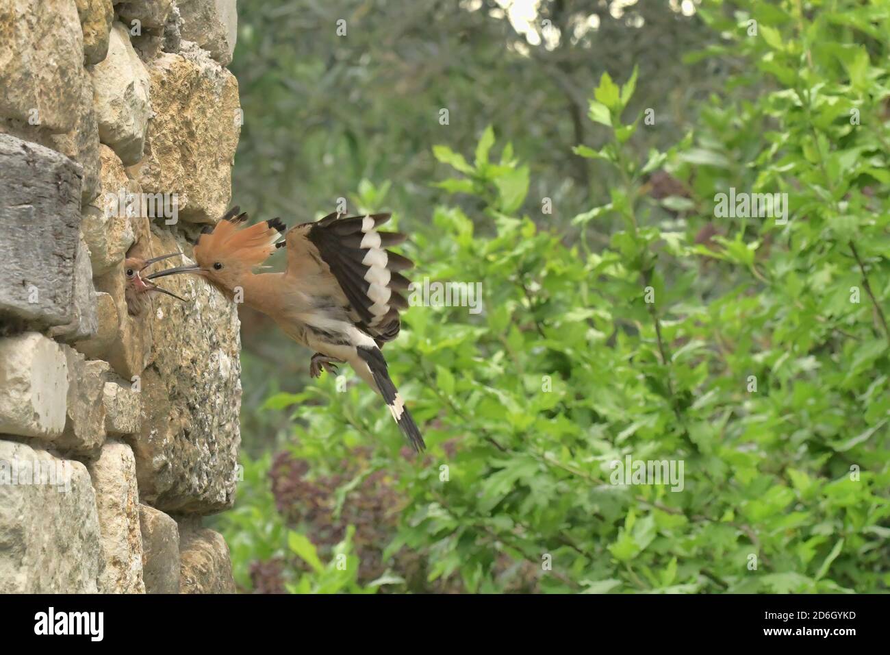 Wiedehopf, Upupa epops. Fütterung Nestlinge in Loch in Steinmauer. In der Nähe von Le Poujol sur Orb, Herault, Frankreich Stockfoto