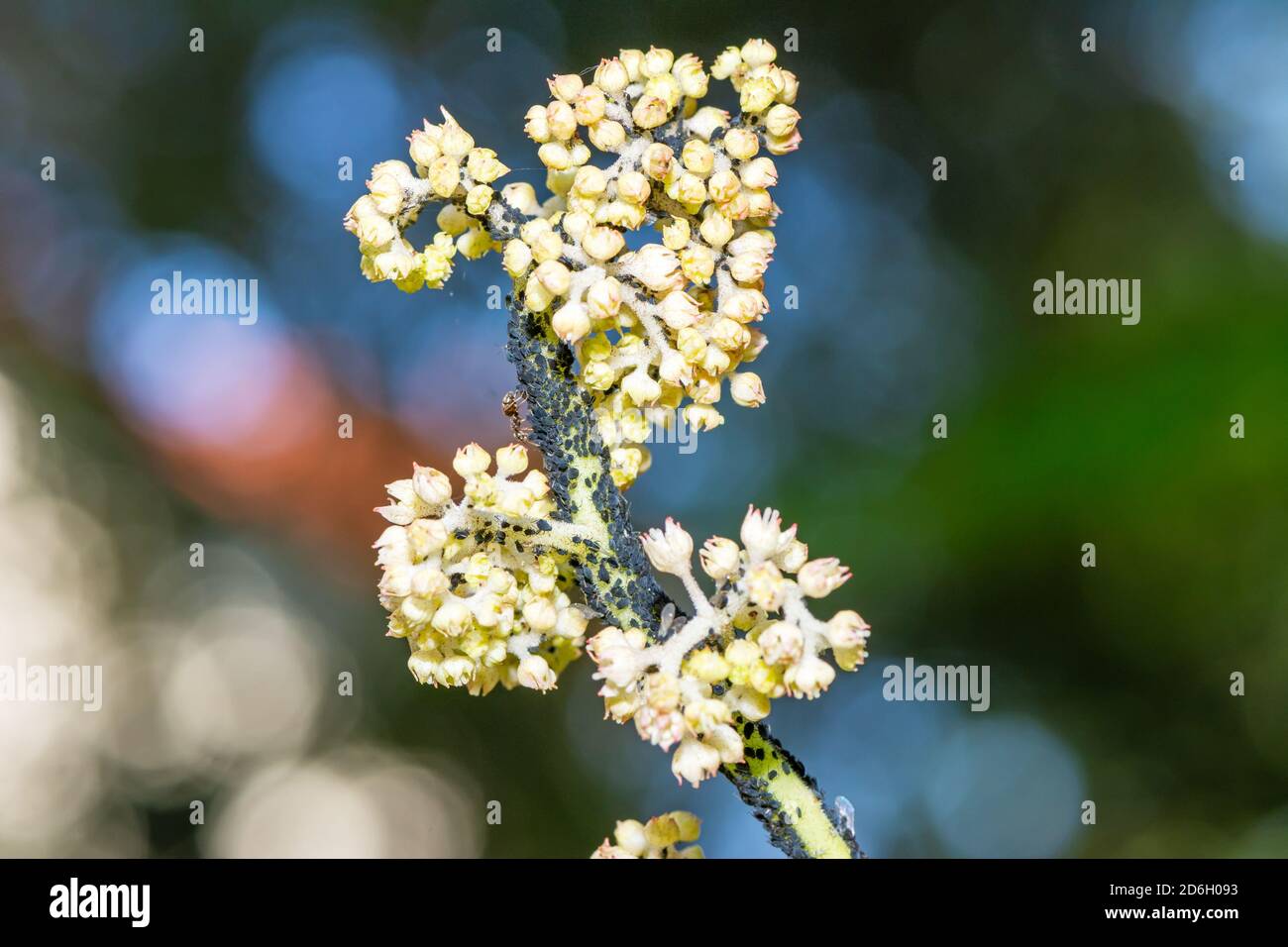 Makro einer Blume, die voll von Läusen ist Stockfoto