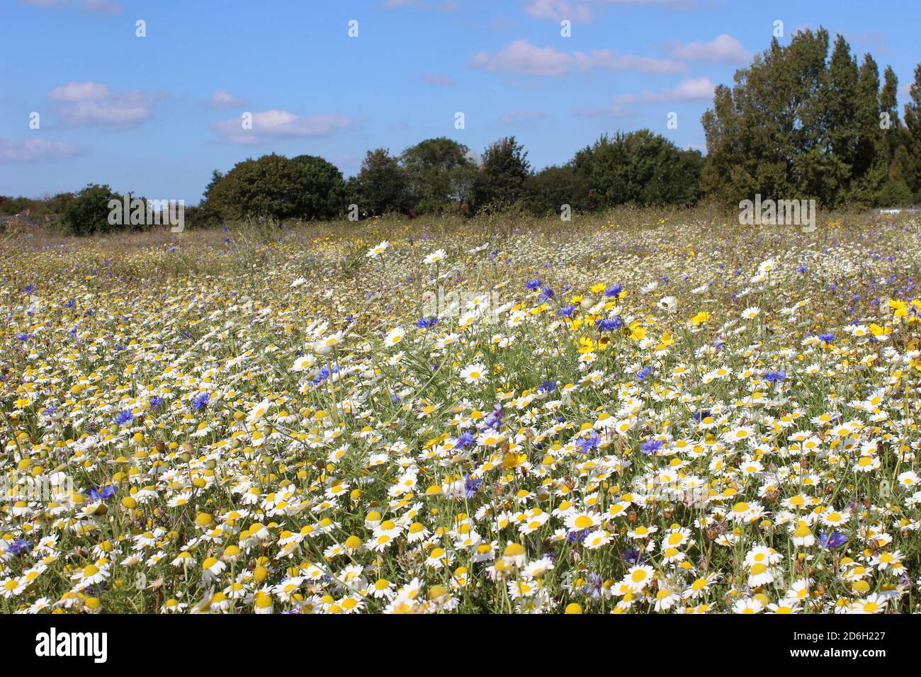 Wildflower Meadow in Rimrose Valley Country Park, Merseyside, Großbritannien Stockfoto