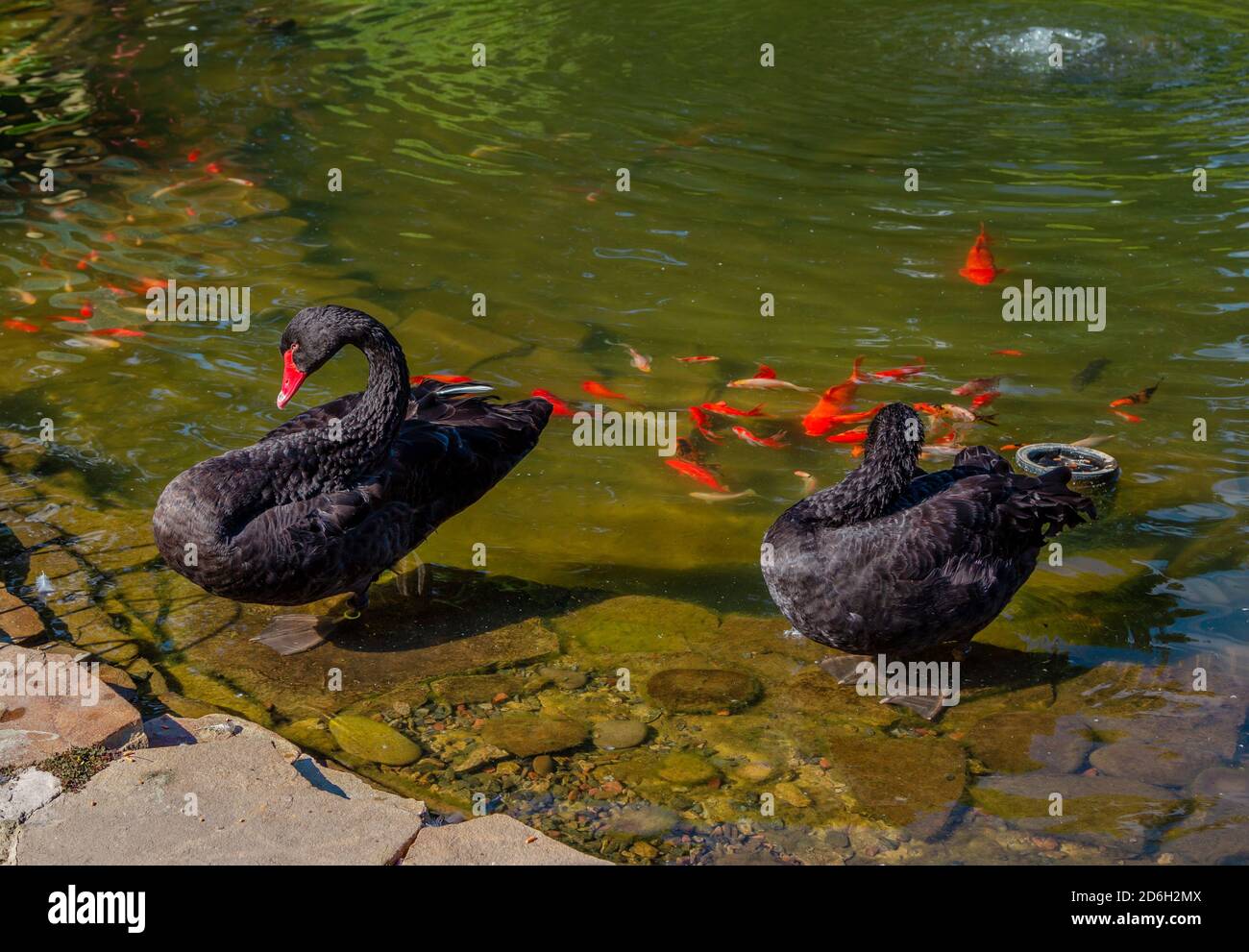 Schwarzer koi karpfen Fotos und Bildmaterial in hoher Auflösung Alamy