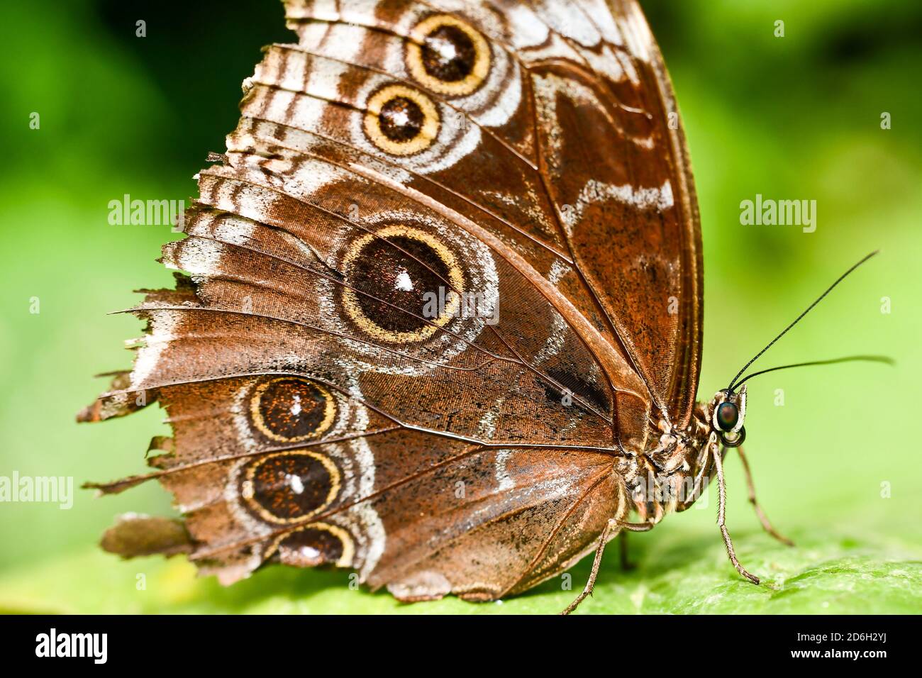 Schmetterling auf Blatt, in Arenal Vulkan Bereich in costa rica zentralamerika, Schmetterling Hintergrund Stockfoto