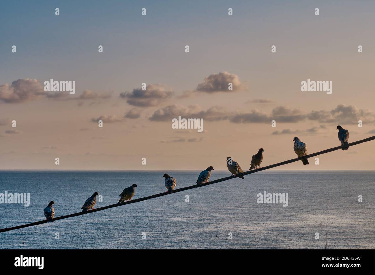 Tauben sitzen in einer Reihe auf einem Draht über dem Hintergrund des Meeres und der Sonnenuntergang Himmel mit Wolken. Meereslandschaft. Stockfoto