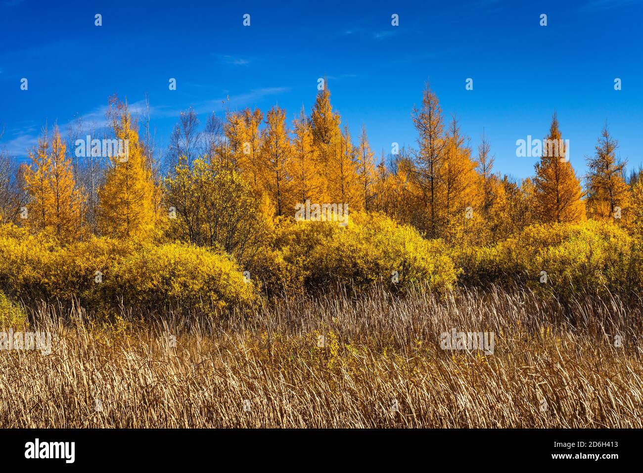 Herbstfärbung in den Lärchenbäumen in der Nähe von Sundown, Manitoba, Kanada. Stockfoto