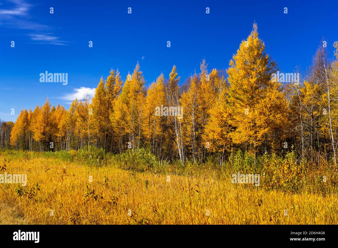 Herbstfärbung in den Lärchenbäumen in der Nähe von Sundown, Manitoba, Kanada. Stockfoto