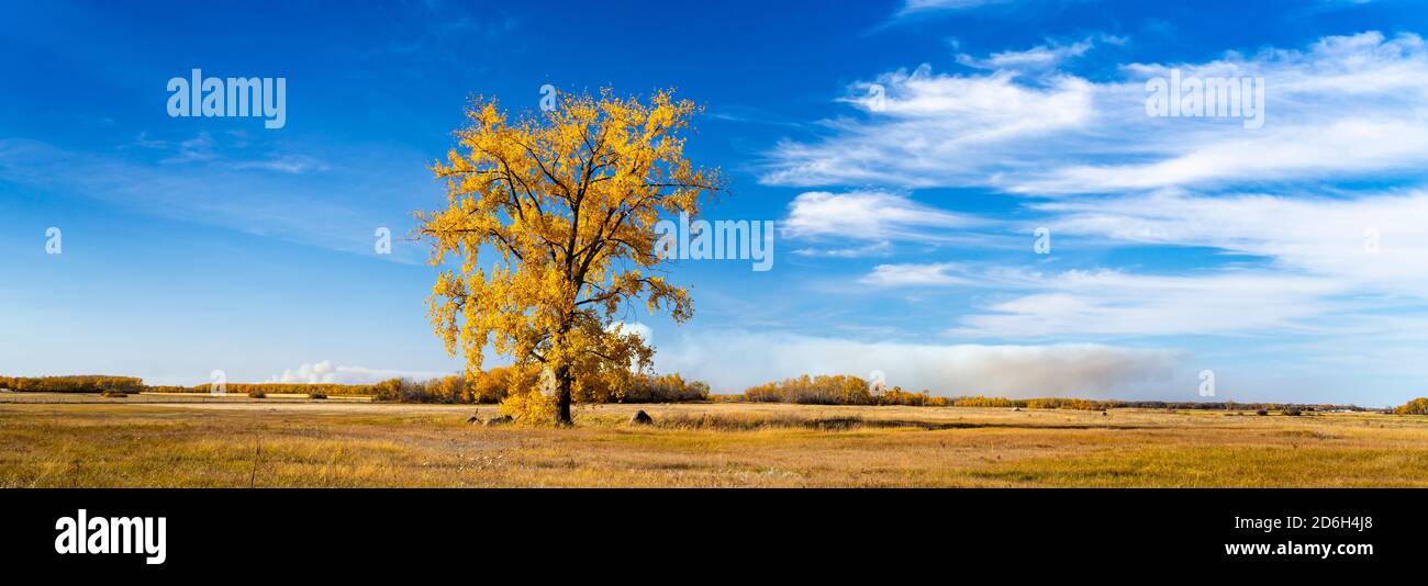 Ein einfarbiger Baumwollbaum in Herbstfärbung in der Nähe von Vita, Manitoba, Kanada. Stockfoto