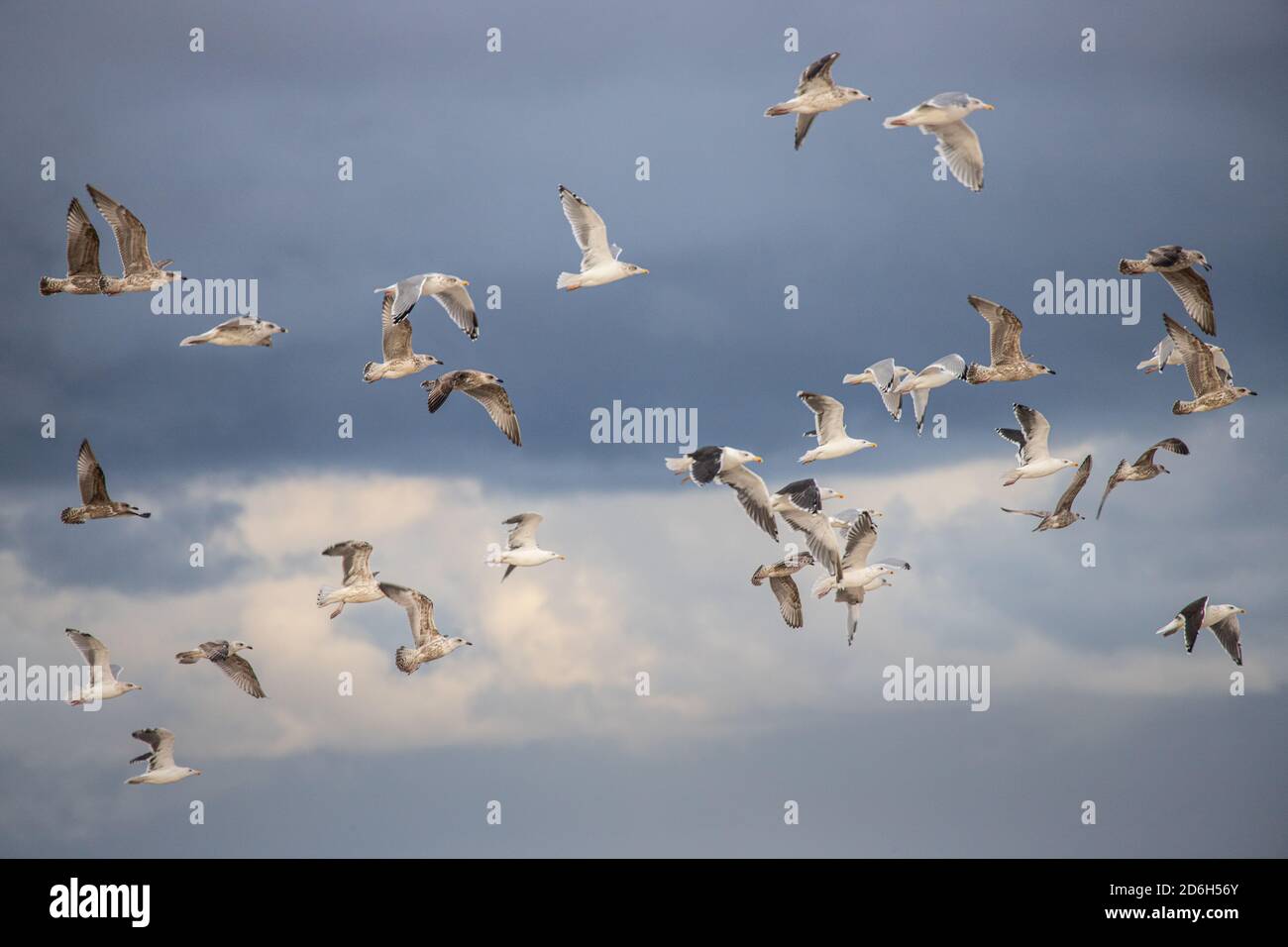 Möwenschwarm an der Nordküste Dänemarks Stockfoto